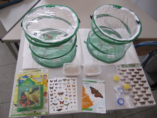Schmetterlingszucht-Set