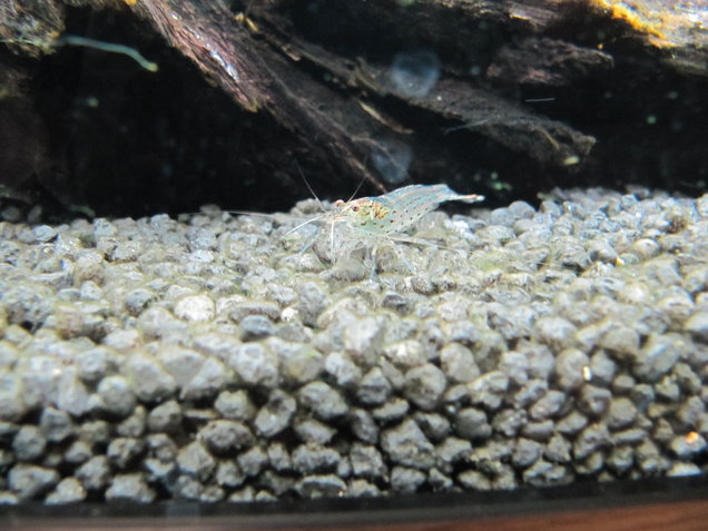 Garnele_im_Aquarium